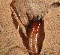 Abriel Pest & Termite Control image 2